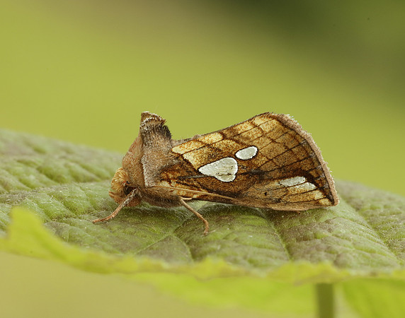 73.023 BF2440 Lempke's Gold Spot Plusia putnami