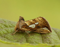 73.023 BF2440 Lempke's Gold Spot Plusia putnami