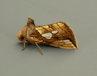 73.023 BF2440 Lempke's Gold Spot Plusia putnami