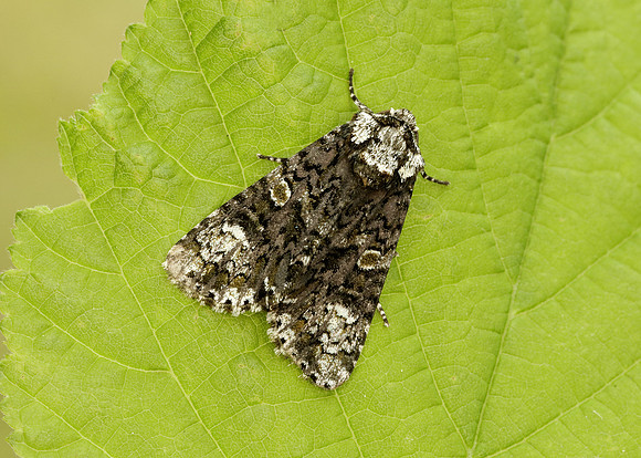 73.047 BF2291 Coronet Craniophora ligustri