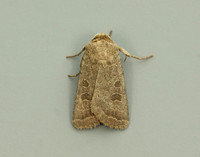 73.097 BF2382 Rustic Hoplodrina blanda