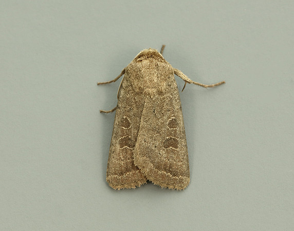 73.097 BF2382 Rustic Hoplodrina blanda