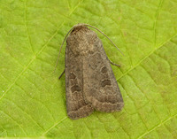 73.097 BF2382 Rustic Hoplodrina blanda
