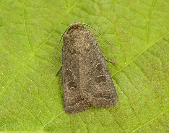 73.097 BF2382 Rustic Hoplodrina blanda