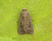 73.097 BF2382 Rustic Hoplodrina blanda