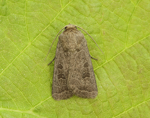 73.097 BF2382 Rustic Hoplodrina blanda