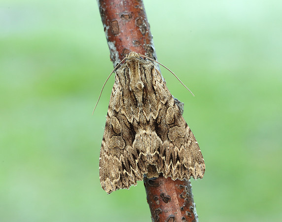 73.162 BF2321 Dark Arches Apamea monoglypha