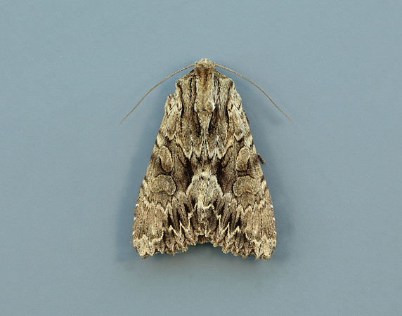 73.162 BF2321 Dark Arches Apamea monoglypha