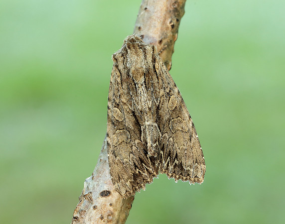 73.162 BF2321 Dark Arches Apamea monoglypha