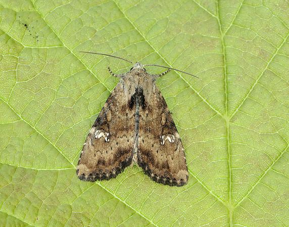 73.169 BF2343 Common Rustic Mesapamea secalis