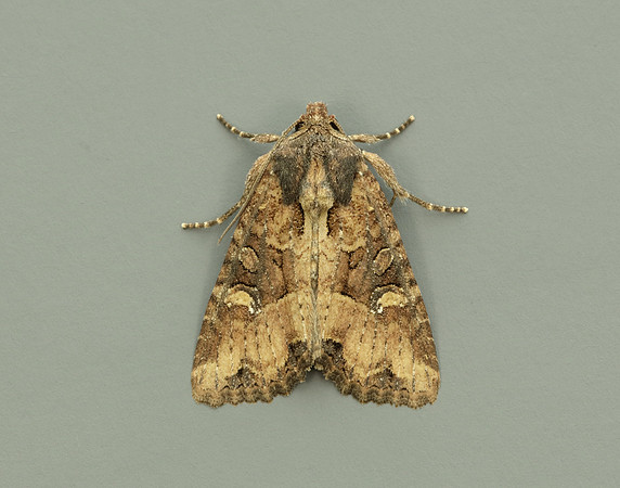 73.169 BF2343 Common Rustic Mesapamea secalis