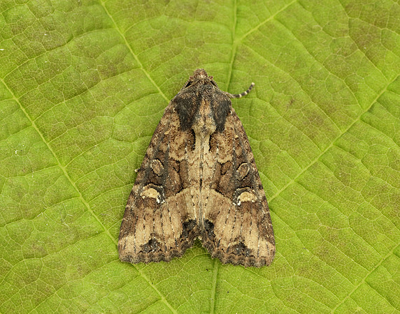 73.169 BF2343 Common Rustic Mesapamea secalis