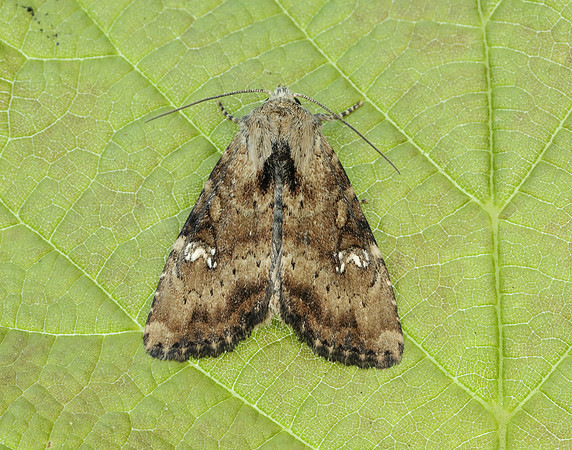 73.169 BF2343 Common Rustic Mesapamea secalis