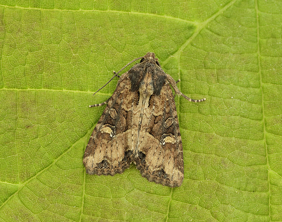 73.169 BF2343 Common Rustic Mesapamea secalis
