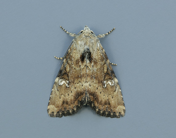 73.169 BF2343 Common Rustic Mesapamea secalis