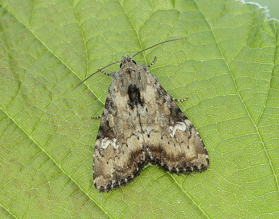 73.169 BF2343 Common Rustic Mesapamea secalis