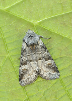 73.220 BF2225 Minor Shoulder-knot Brachylomia viminalis