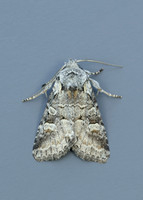 73.220 BF2225 Minor Shoulder-knot Brachylomia viminalis