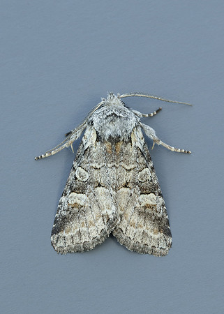 73.220 BF2225 Minor Shoulder-knot Brachylomia viminalis