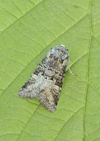 73.220 BF2225 Minor Shoulder-knot Brachylomia viminalis