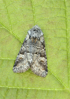 73.220 BF2225 Minor Shoulder-knot Brachylomia viminalis