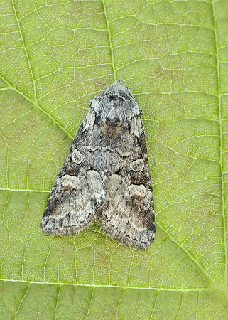 73.220 BF2225 Minor Shoulder-knot Brachylomia viminalis