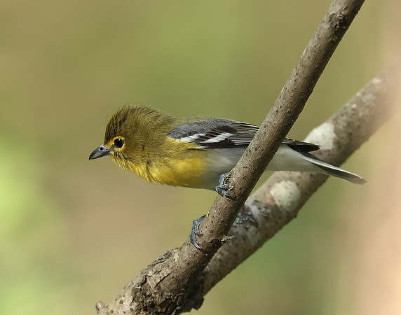 Yellow-throated Vireo Vireo flavifrons
