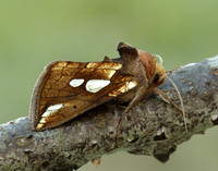 73.023 BF2440 Lempke's Gold Spot Plusia putnami