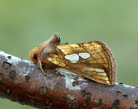73.023 BF2440 Lempke's Gold Spot Plusia putnami