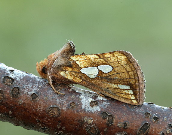 73.023 BF2440 Lempke's Gold Spot Plusia putnami