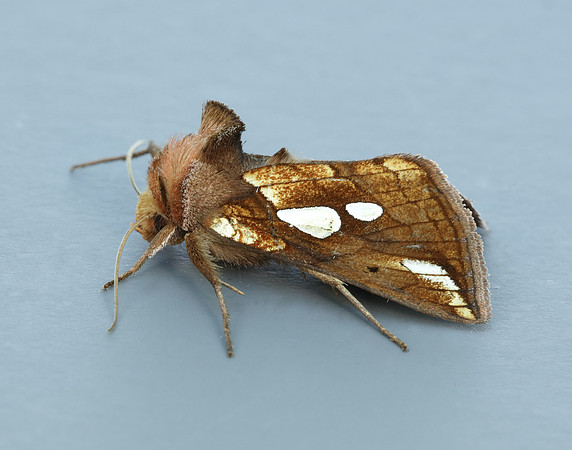 73.023 BF2440 Lempke's Gold Spot Plusia putnami
