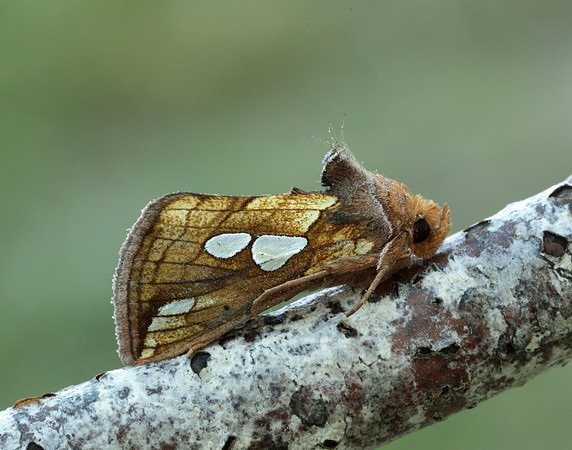 73.023 BF2440 Lempke's Gold Spot Plusia putnami