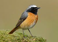 Redstart Phoenicurus phoenicurus