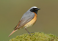 Redstart Phoenicurus phoenicurus