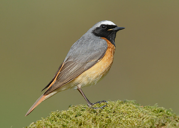 Redstart Phoenicurus phoenicurus