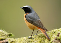 Redstart Phoenicurus phoenicurus