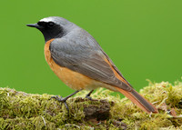 Redstart Phoenicurus phoenicurus