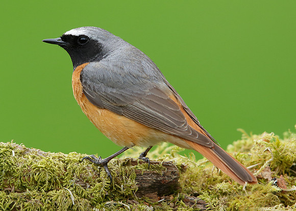Redstart Phoenicurus phoenicurus