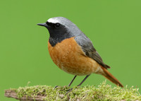 Redstart Phoenicurus phoenicurus