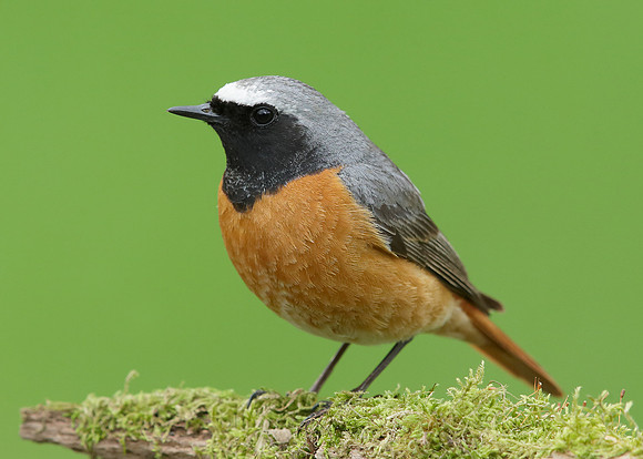 Redstart Phoenicurus phoenicurus