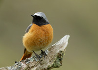 Redstart Phoenicurus phoenicurus