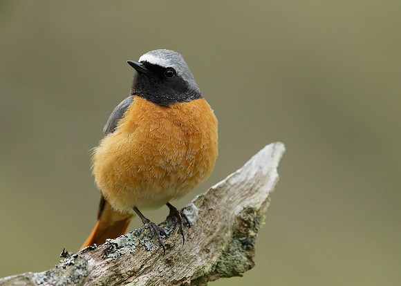 Redstart Phoenicurus phoenicurus
