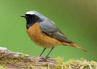 Redstart Phoenicurus phoenicurus