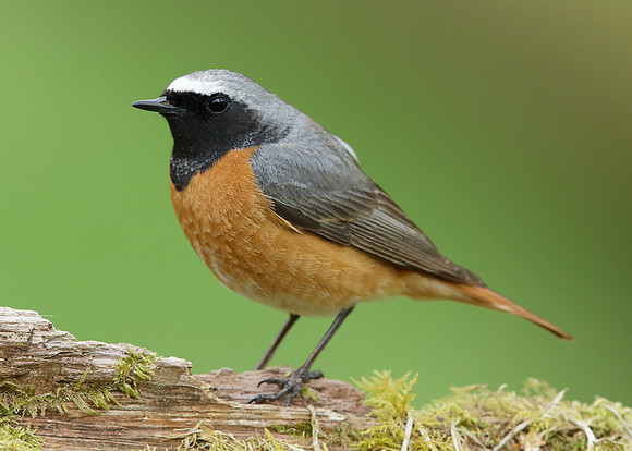 Redstart Phoenicurus phoenicurus