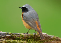 Redstart Phoenicurus phoenicurus