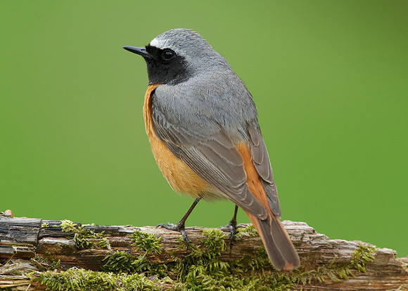 Redstart Phoenicurus phoenicurus