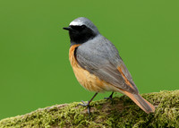 Redstart Phoenicurus phoenicurus