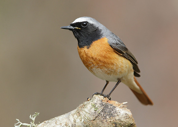 Redstart Phoenicurus phoenicurus