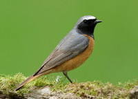 Redstart Phoenicurus phoenicurus