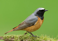 Redstart Phoenicurus phoenicurus